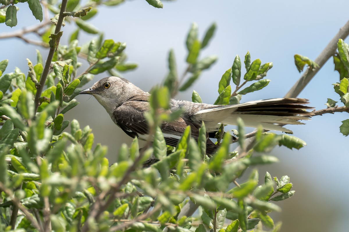 Northern Mockingbird - ML640718569