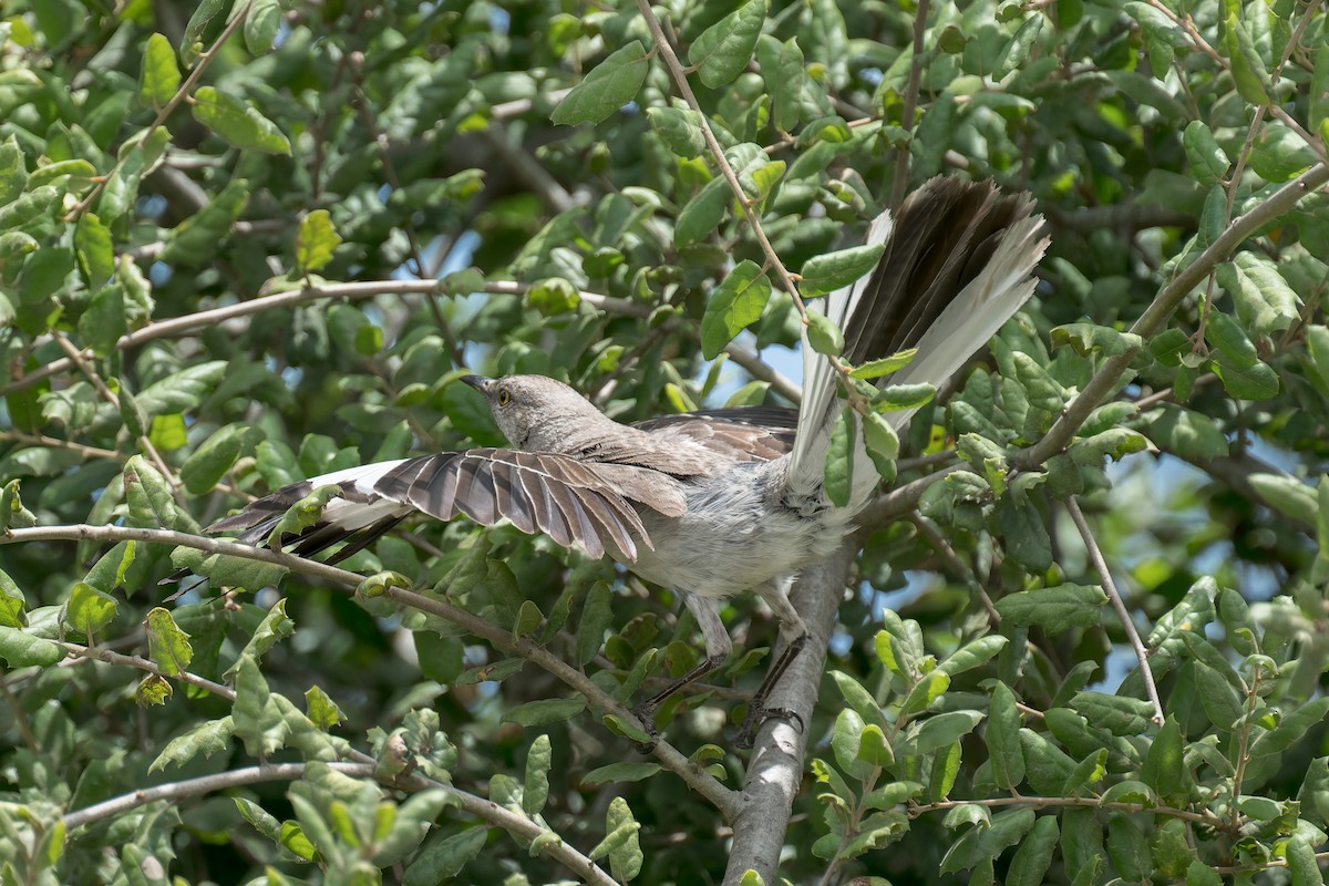Northern Mockingbird - ML640718570