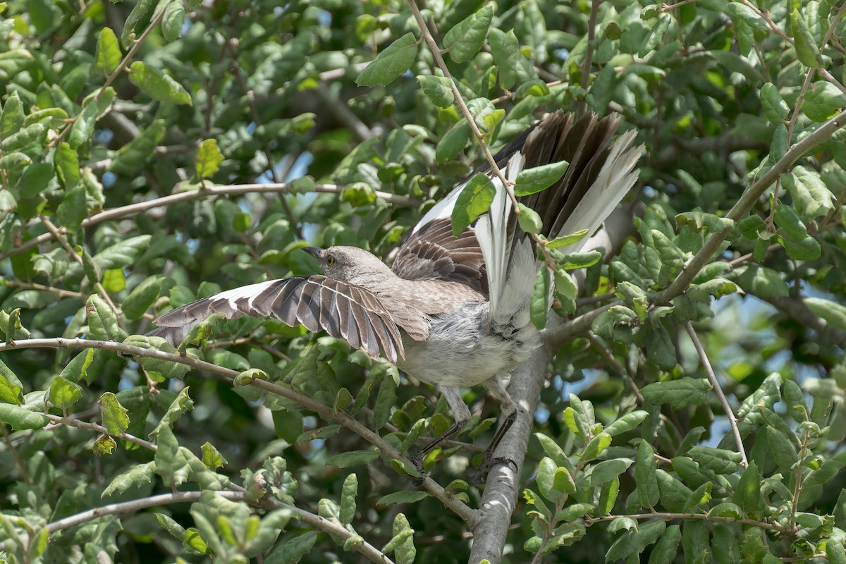 Northern Mockingbird - ML640718571
