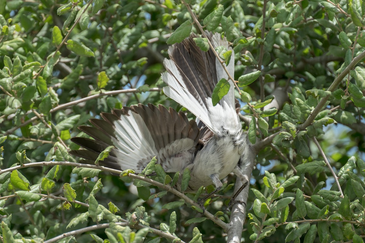 Northern Mockingbird - ML640718572