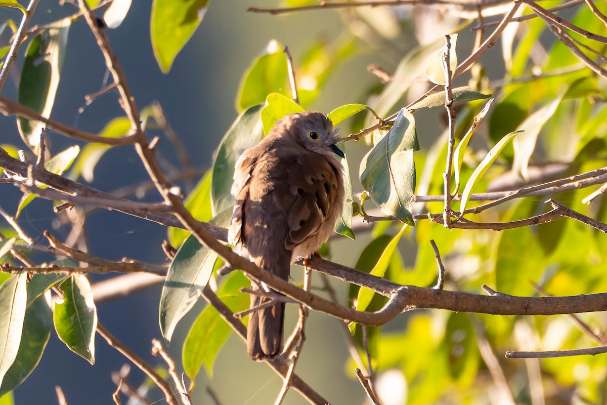 Long-tailed Ground Dove - ML640718634