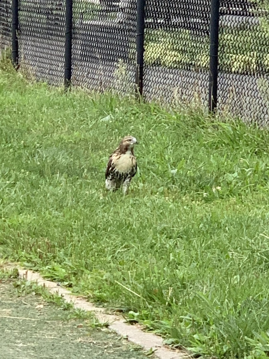 Red-tailed Hawk - ML640718699