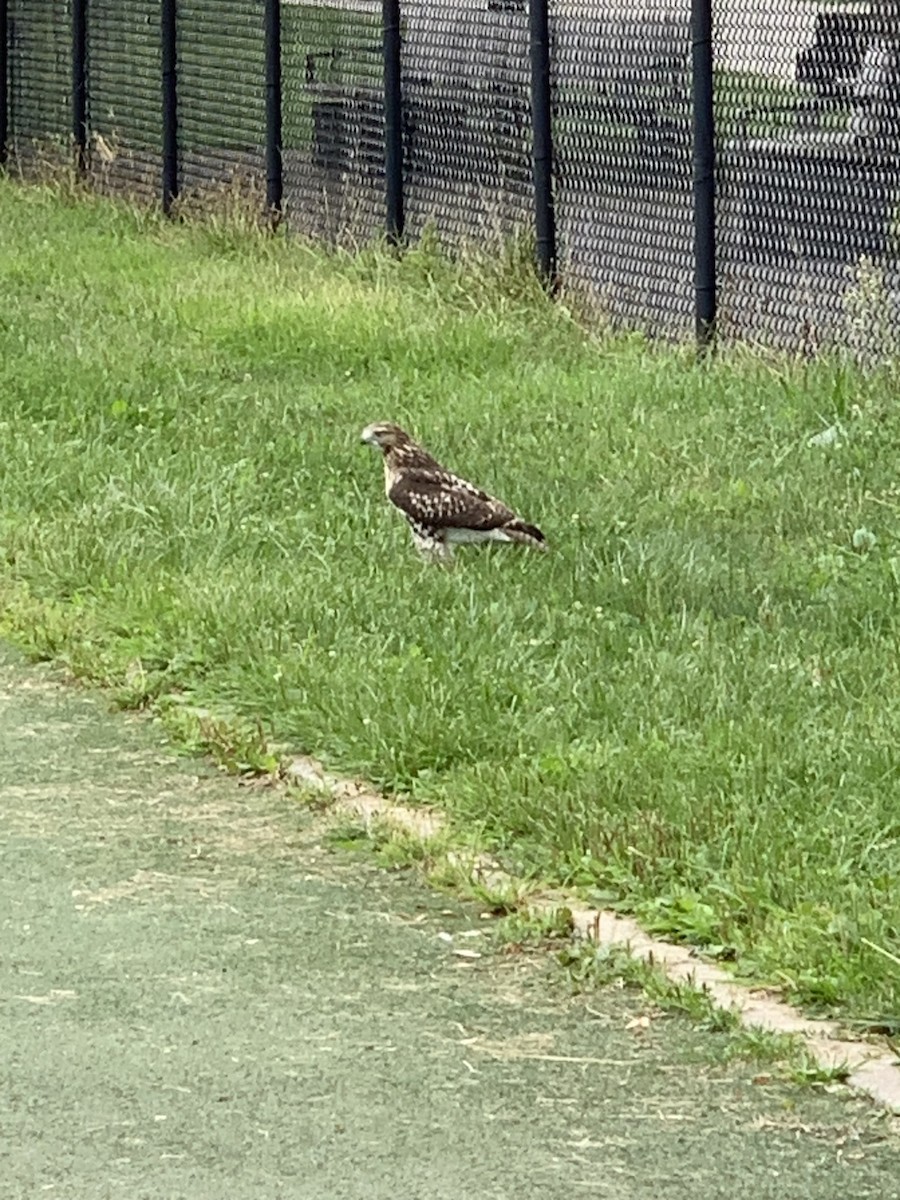 Red-tailed Hawk - ML640718700