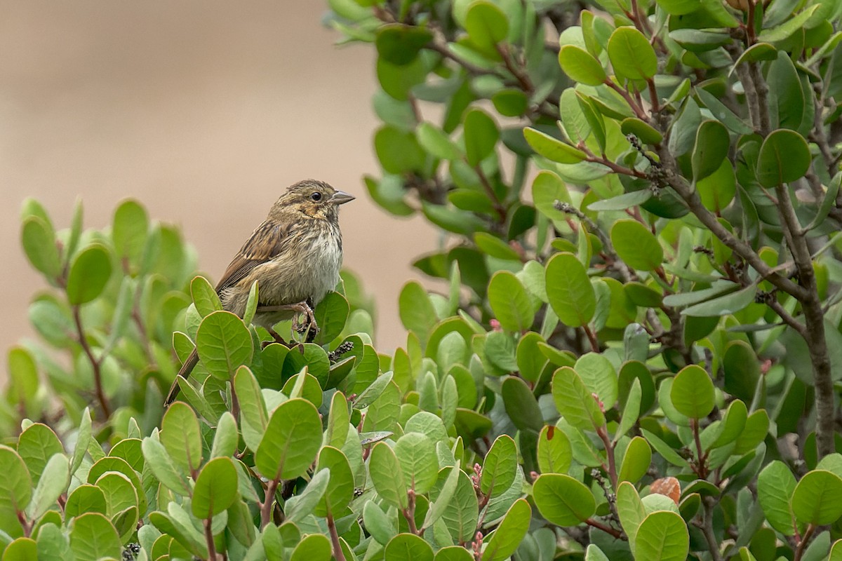 Song Sparrow - ML640718720