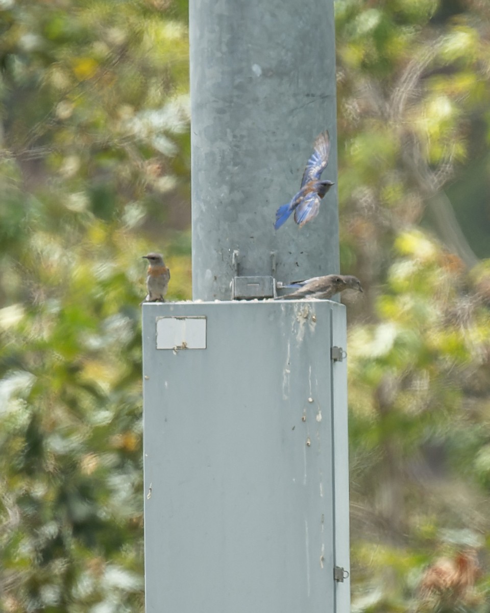 Western Bluebird - ML640718762