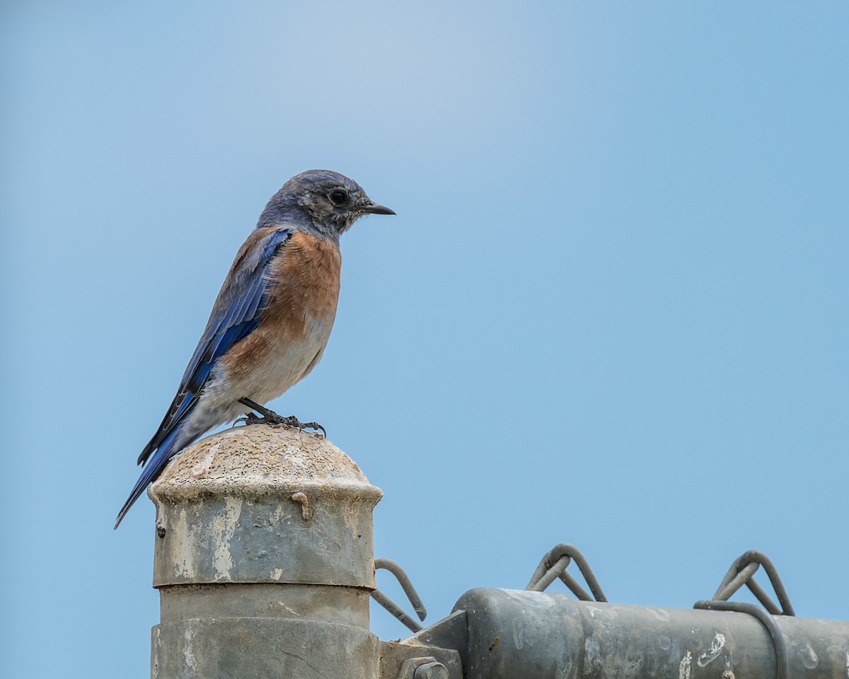 Western Bluebird - ML640718763