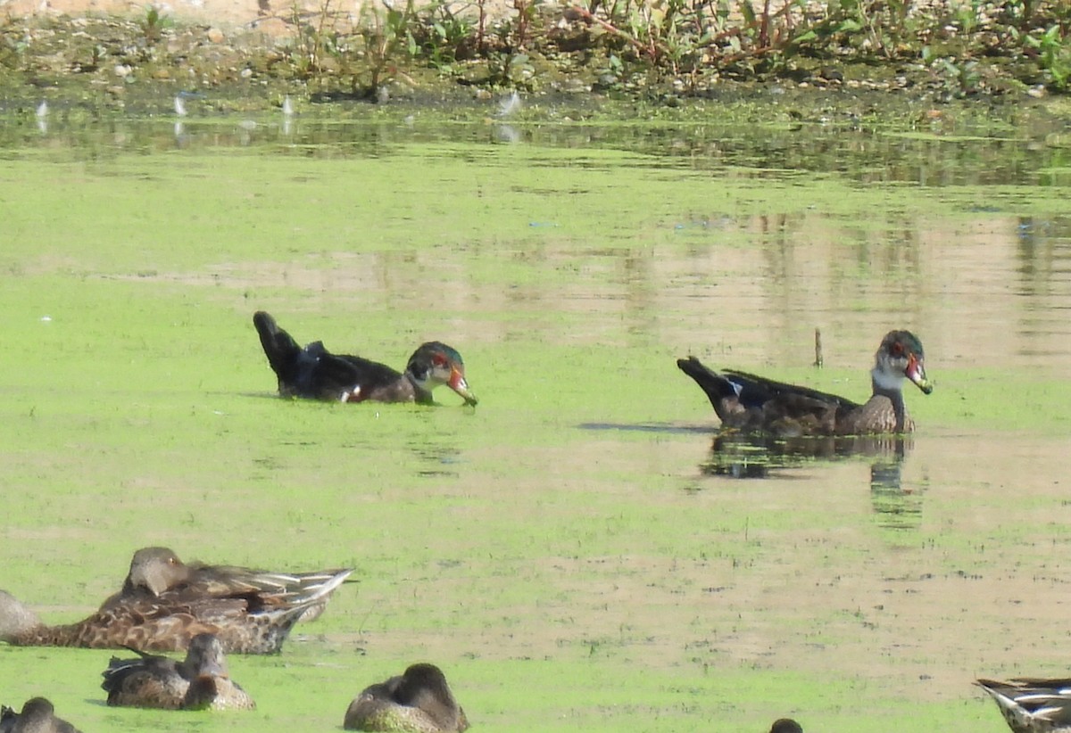 Wood Duck - ML640718770