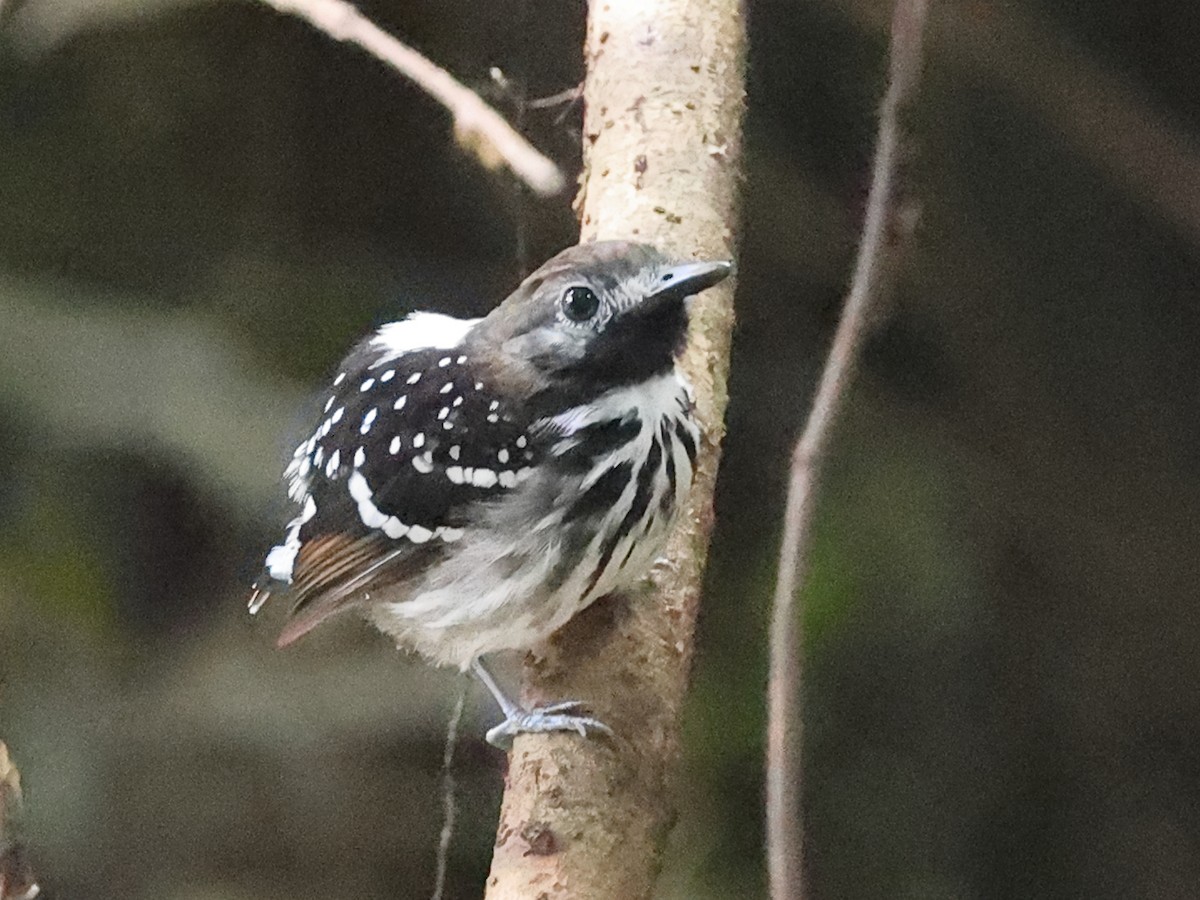 Dot-backed Antbird - ML640718786