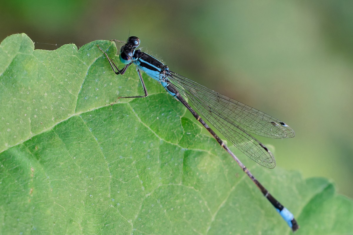 Blue-tailed Damselfly - ML640718830