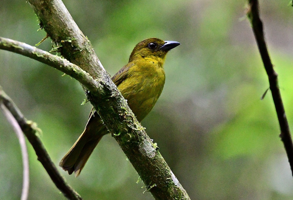 Carmiol's Tanager - ML640718944