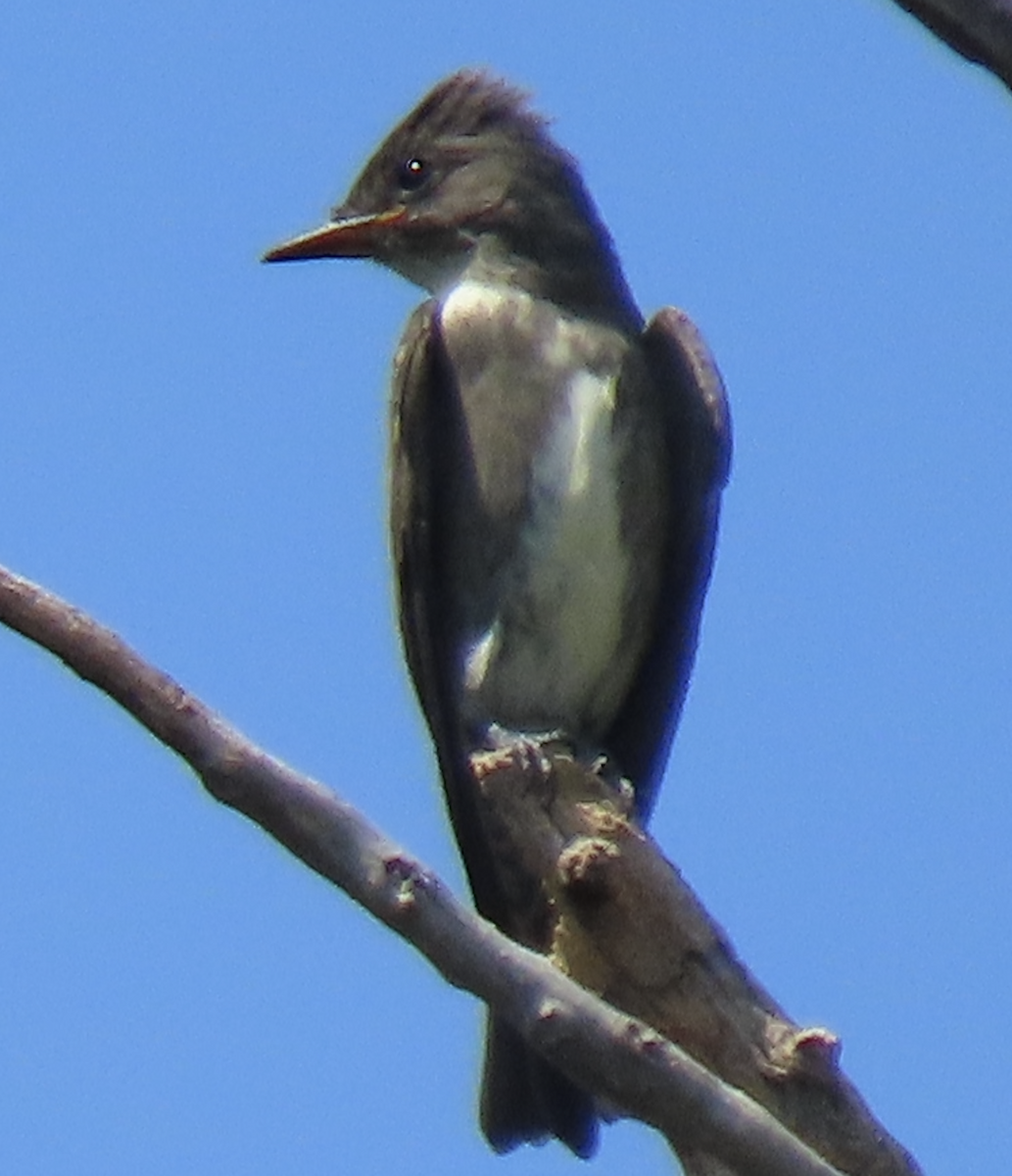 Olive-sided Flycatcher - ML640718960