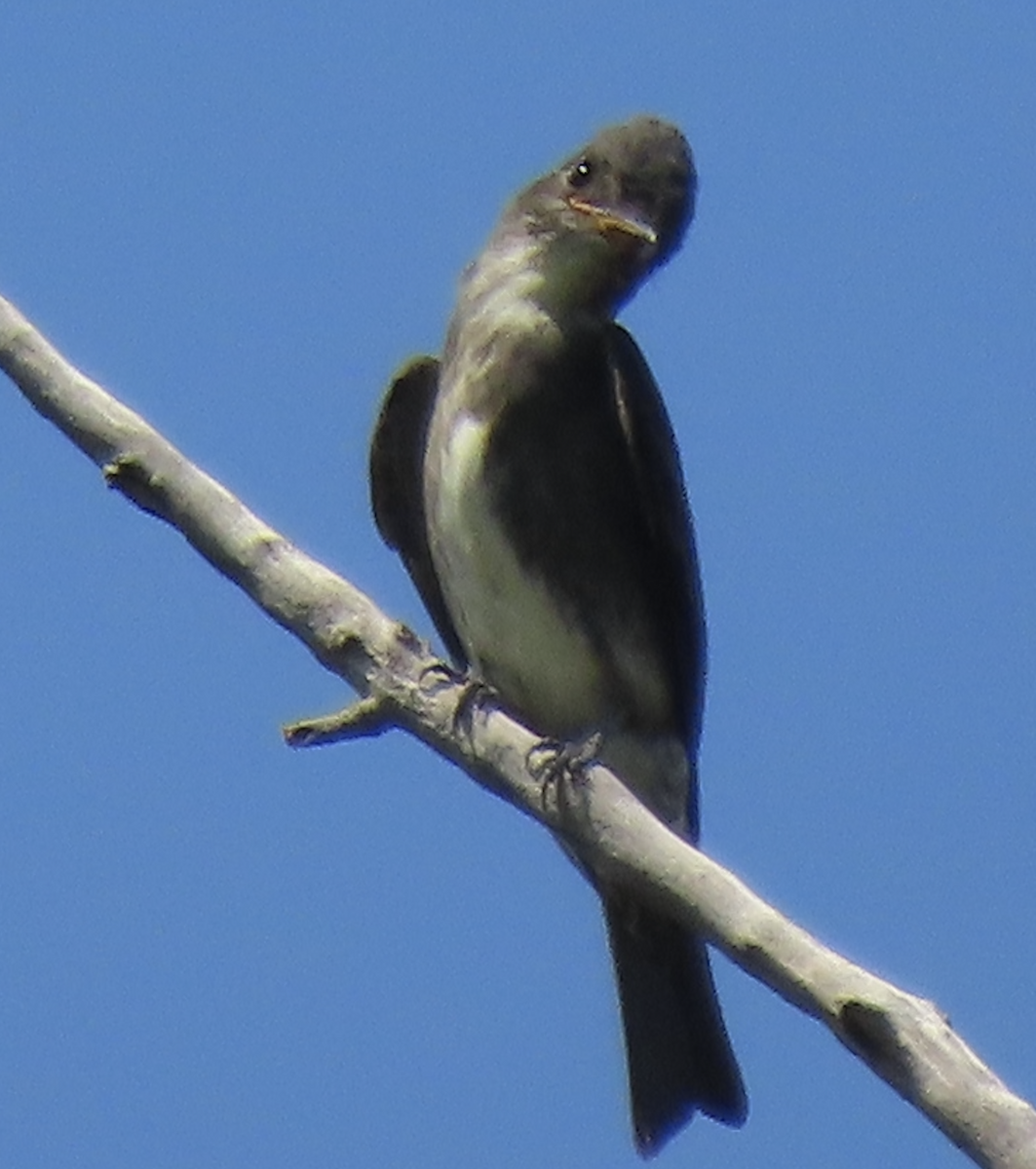 Olive-sided Flycatcher - ML640718961