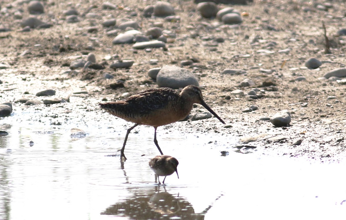 Long-billed Dowitcher - ML64071901