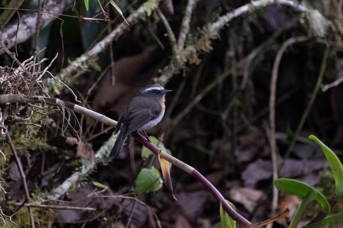 Rufous-breasted Chat-Tyrant - ML640719112