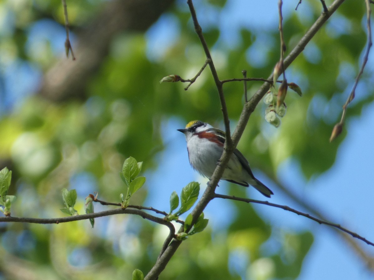 Chestnut-sided Warbler - ML640719143