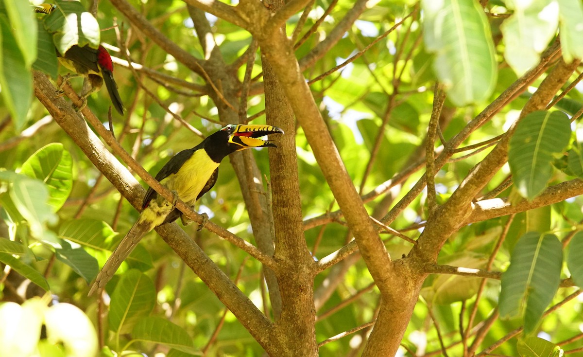 Lettered Aracari - ML640719161