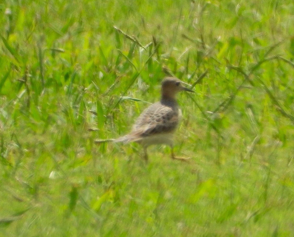 Buff-breasted Sandpiper - ML640719386