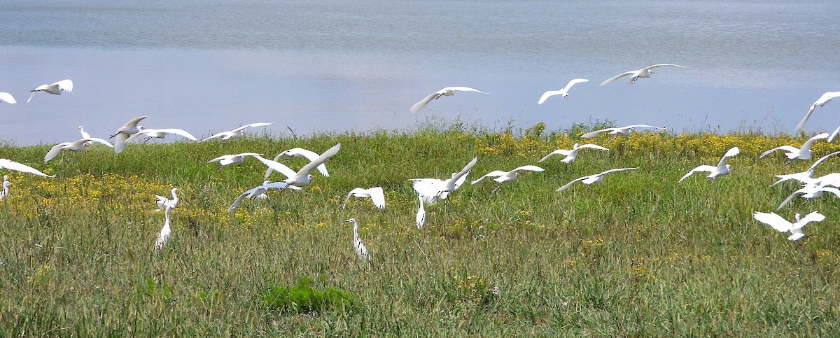 Western Cattle-Egret - ML640719611