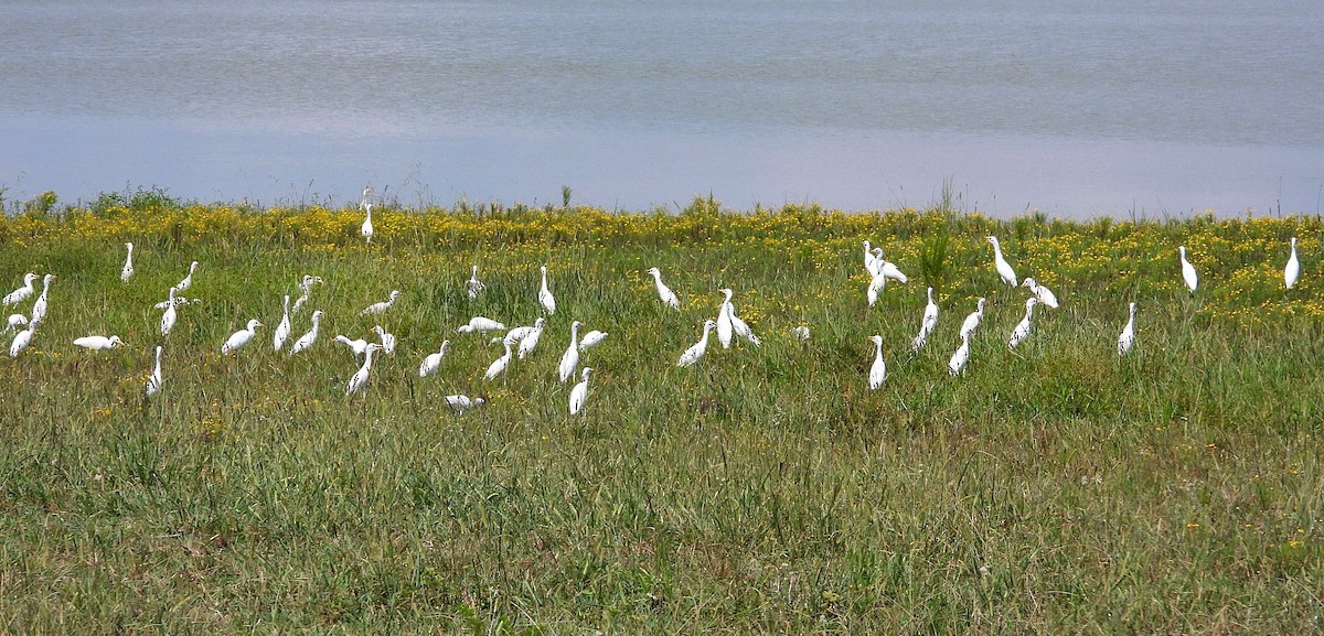 Western Cattle-Egret - ML640719612
