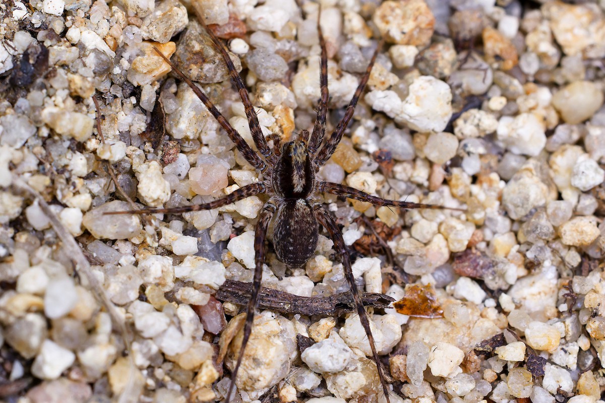 Thinlegged Wolf Spiders - ML640719630