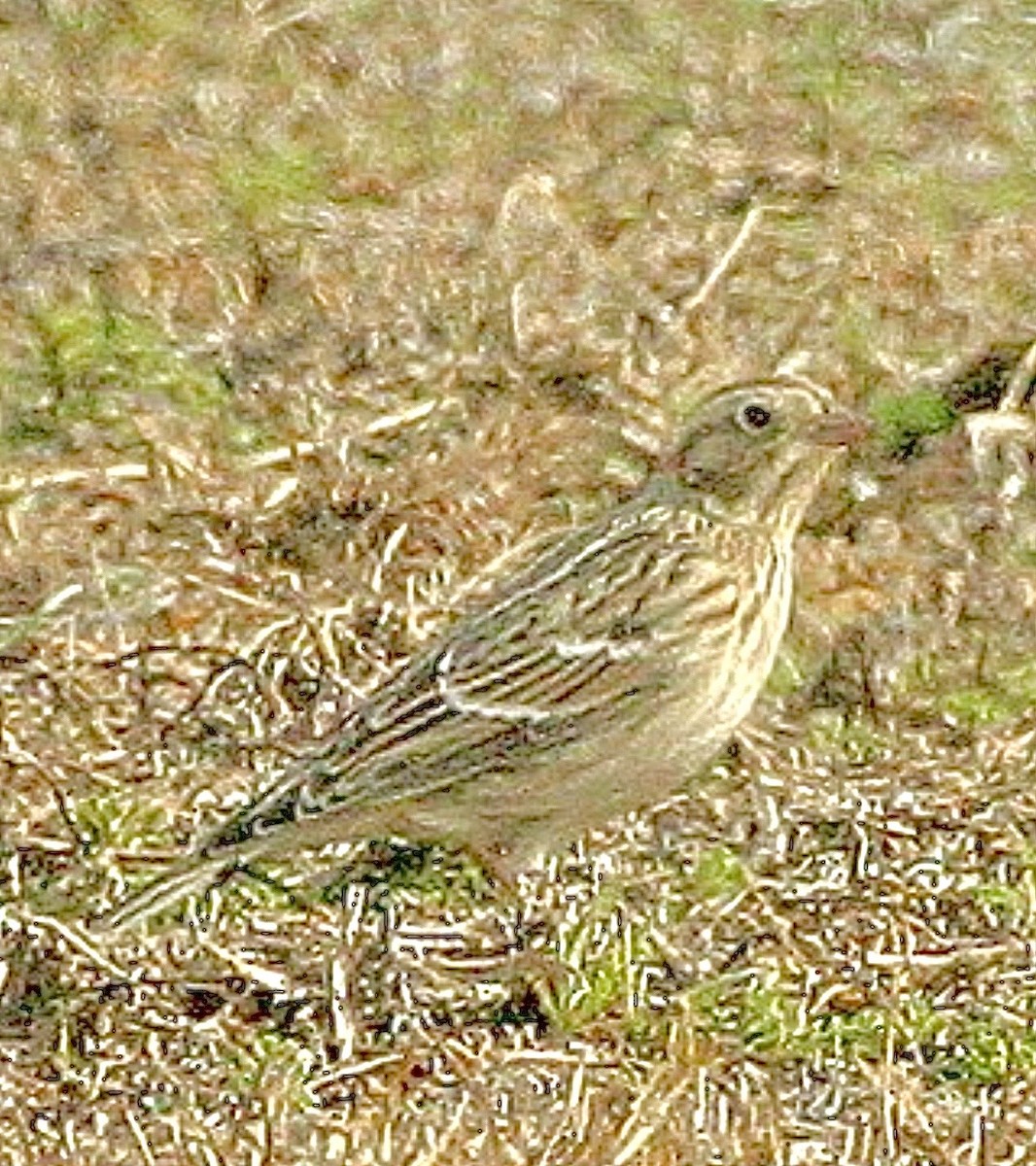 Smith's Longspur - ML640719646