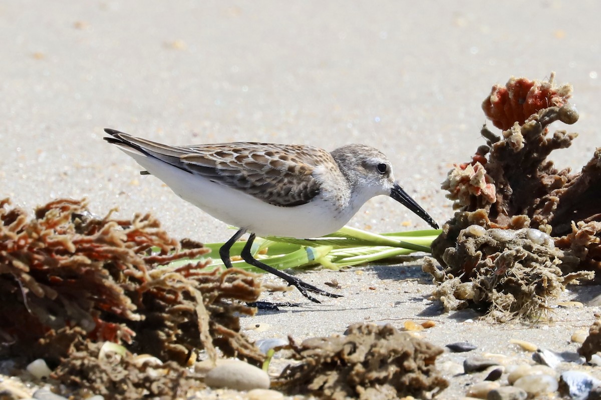Western Sandpiper - ML640719681
