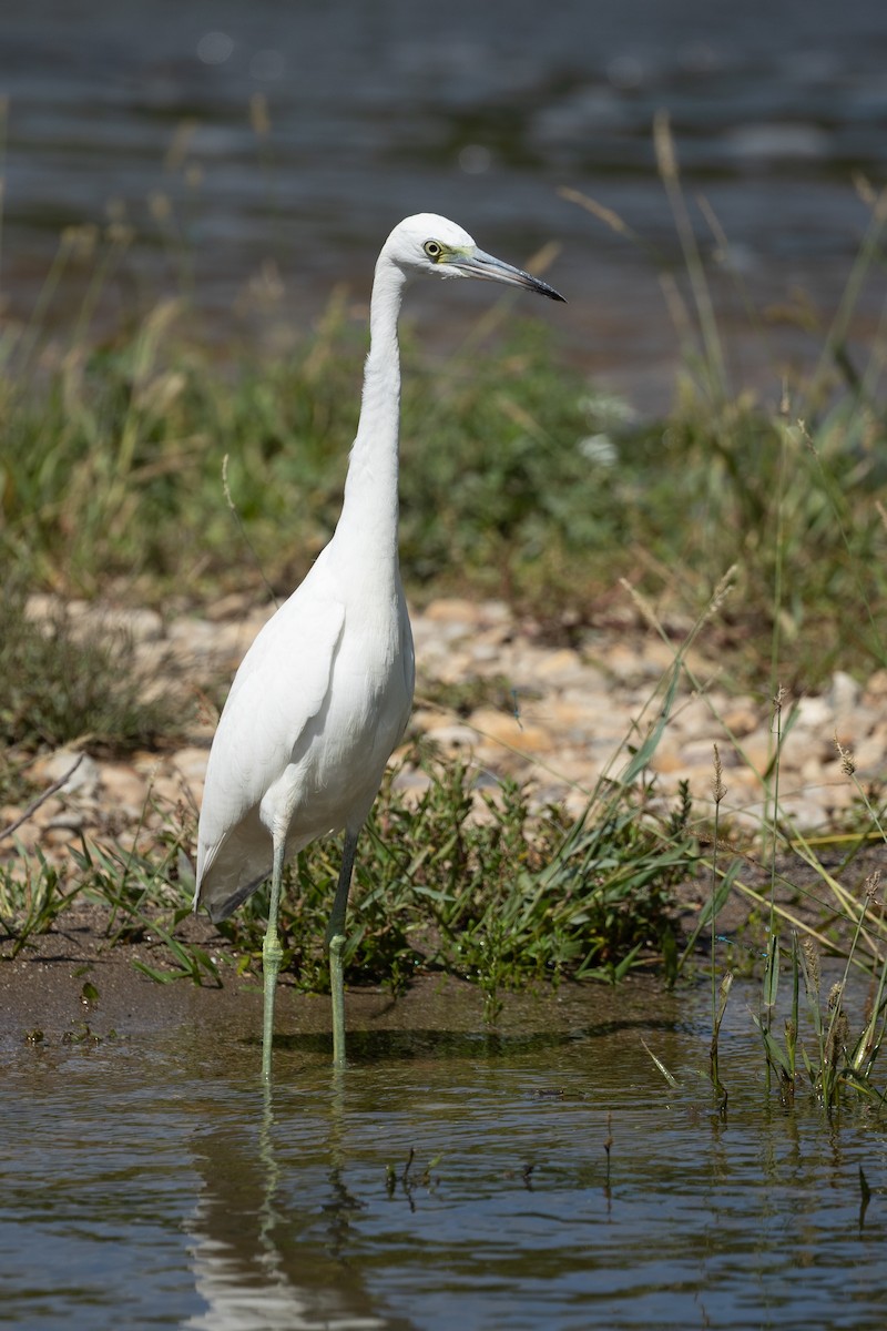 Little Blue Heron - ML640719695