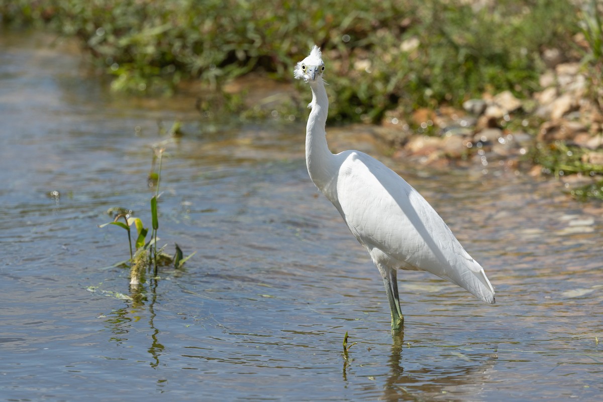Little Blue Heron - ML640719696
