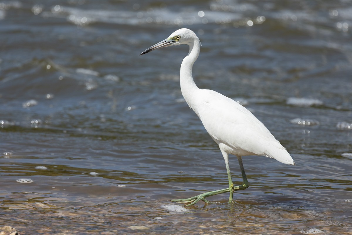 Little Blue Heron - ML640719697