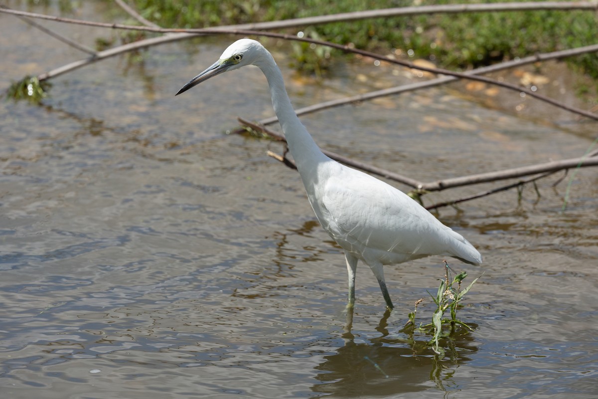 Little Blue Heron - ML640719698