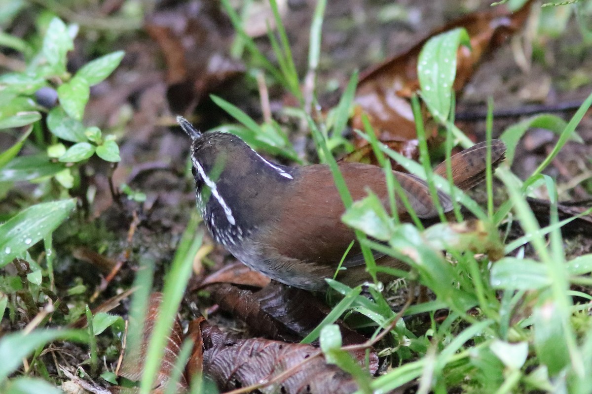 střízlík šedoprsý - ML640719724
