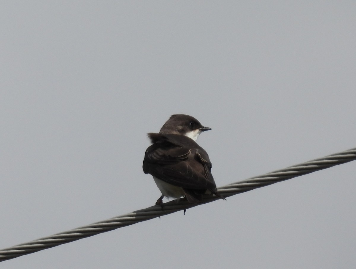 Tree Swallow - ML640719740