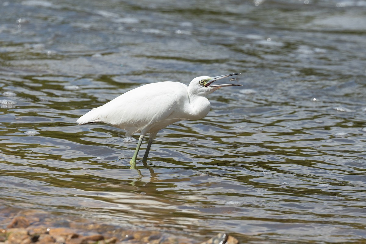 Little Blue Heron - ML640719750
