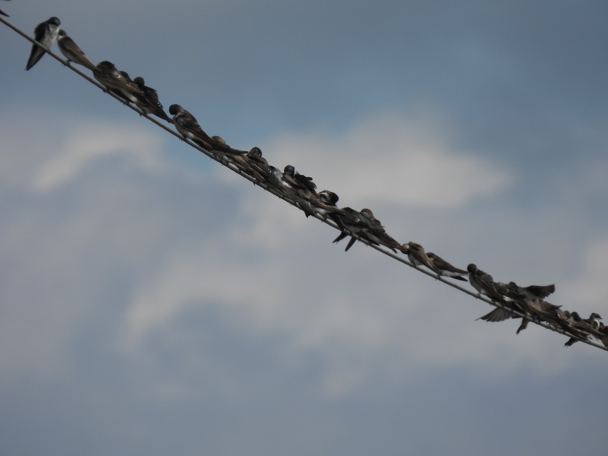 Tree Swallow - ML640719768