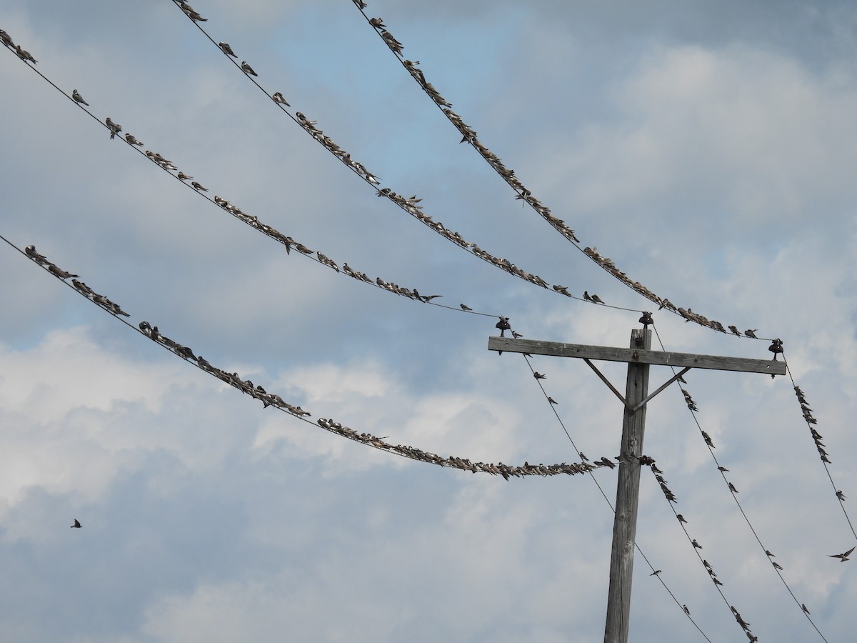 Tree Swallow - ML640719769