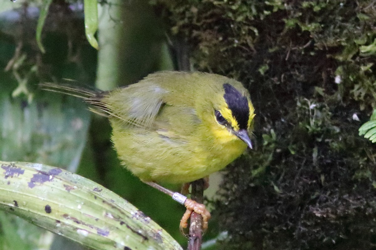 Black-crested Warbler - ML640719799