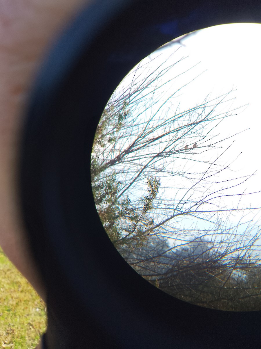 Eurasian Tree Sparrow - ML640719832