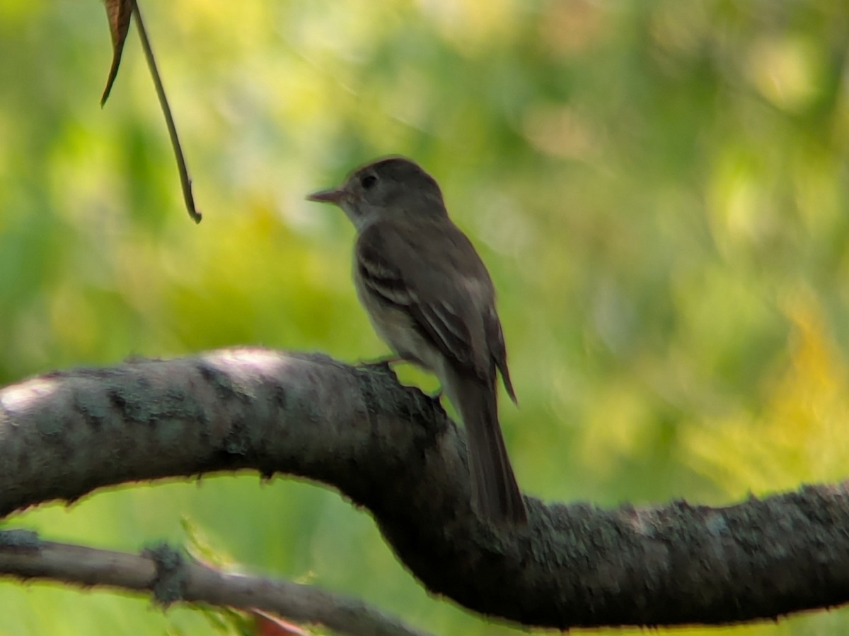 tyranovec vrbový - ML640719882