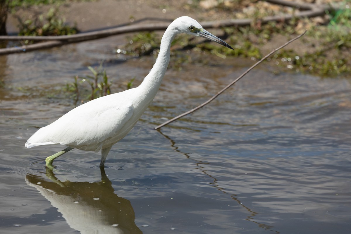 Little Blue Heron - ML640719899