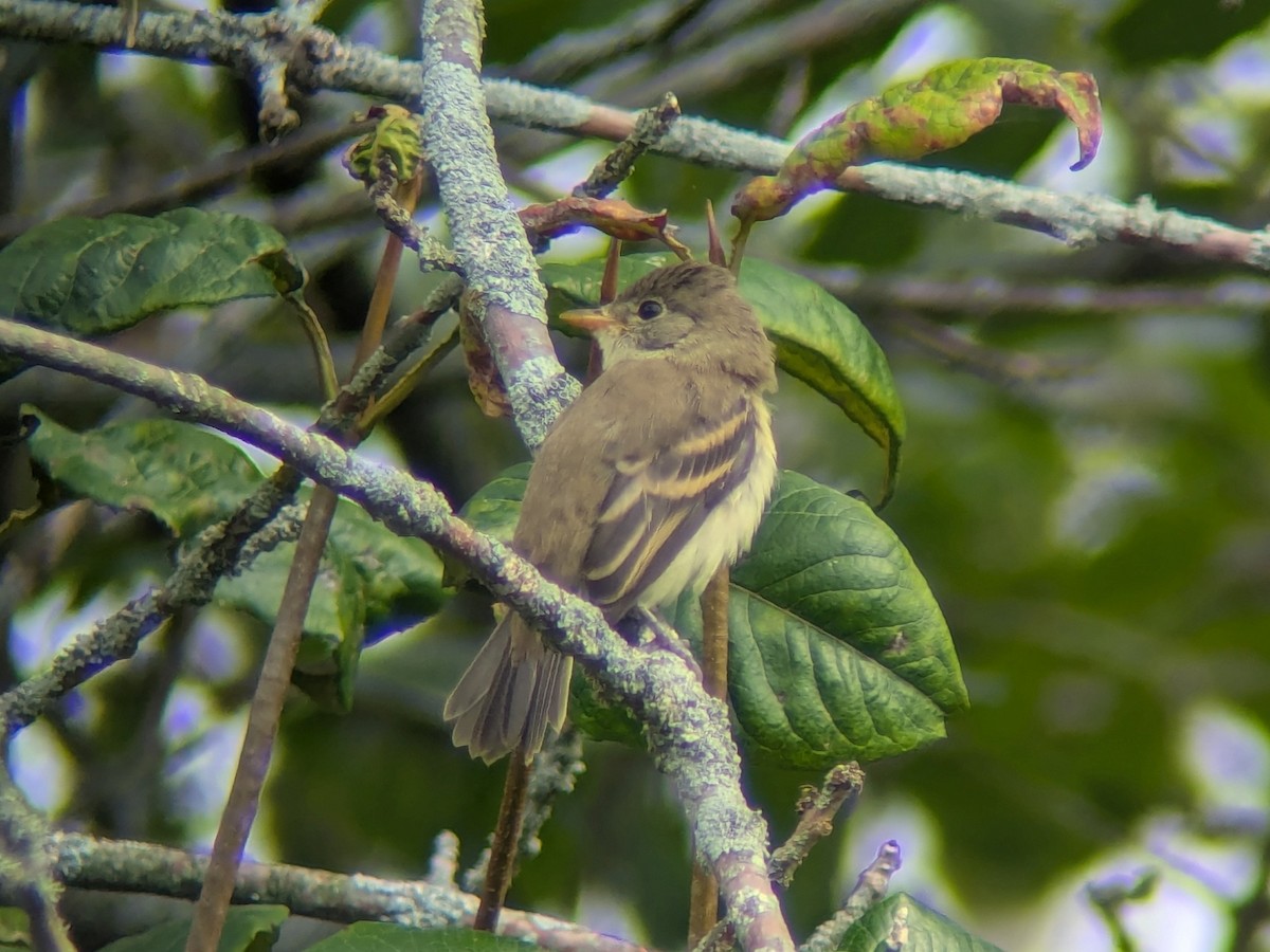 tyranovec vrbový - ML640719916