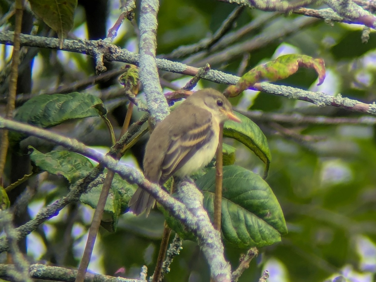tyranovec vrbový - ML640719920