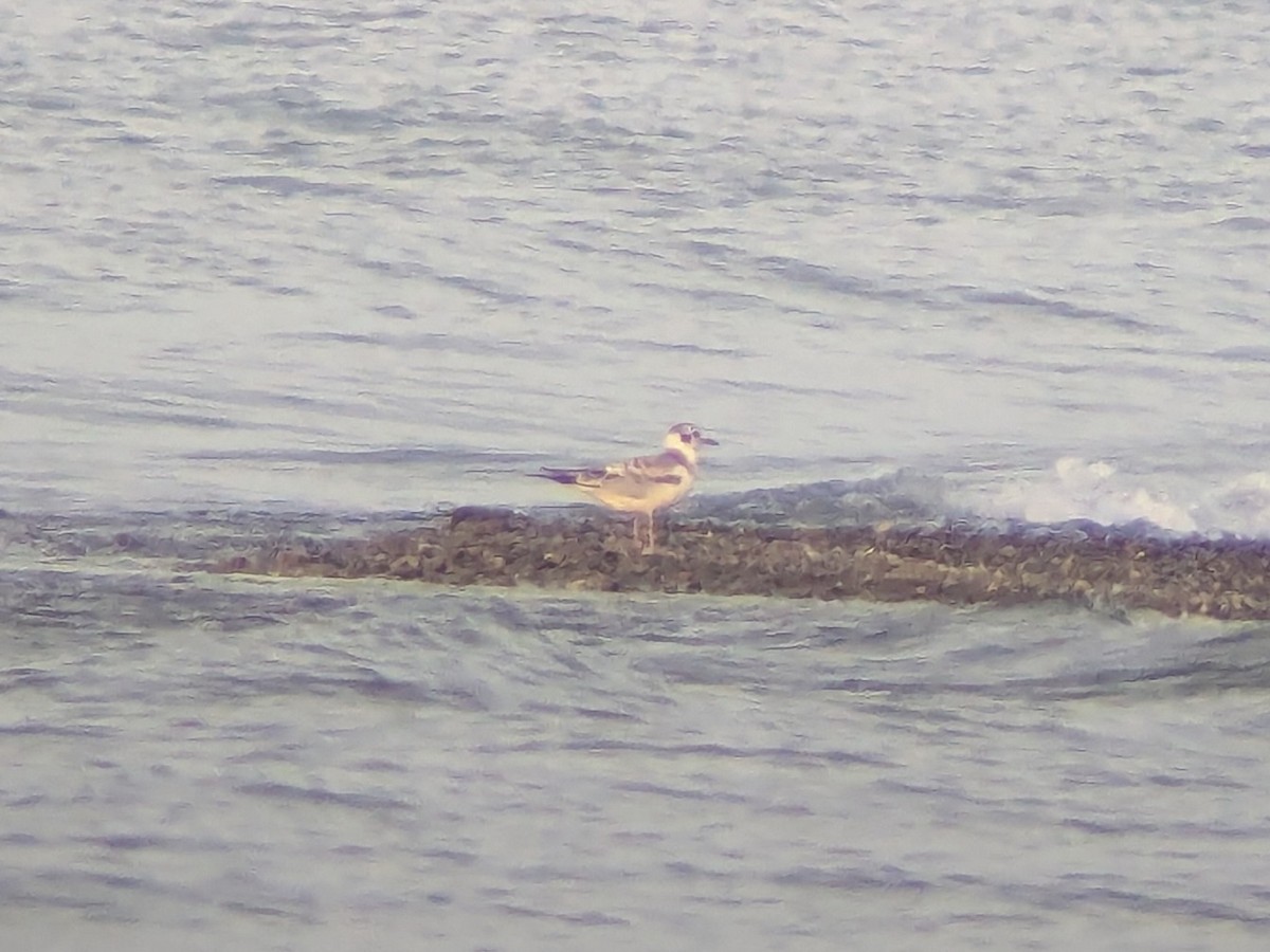 racek Bonapartův - ML640719998