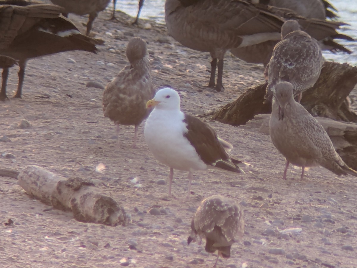 racek mořský - ML640720006