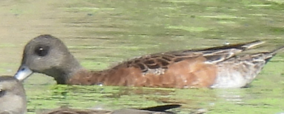 American Wigeon - ML640720023