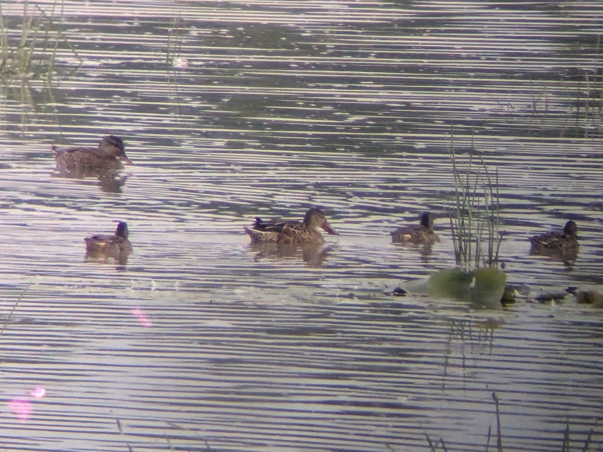 lžičák pestrý - ML640720025