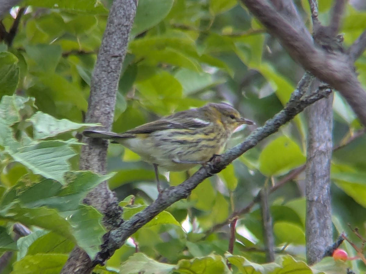 lesňáček skvrnitý - ML640720047