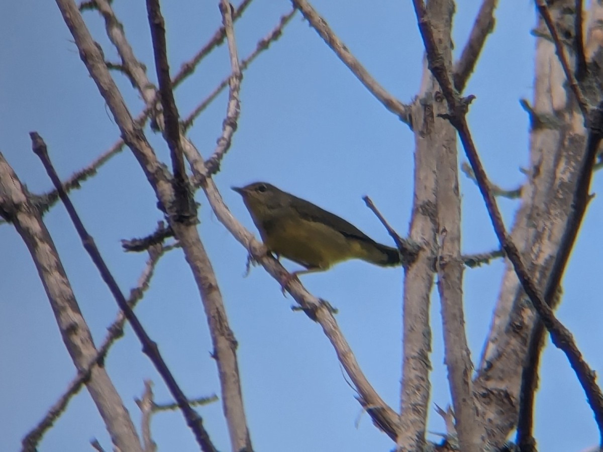 lesňáček šedokápý - ML640720062