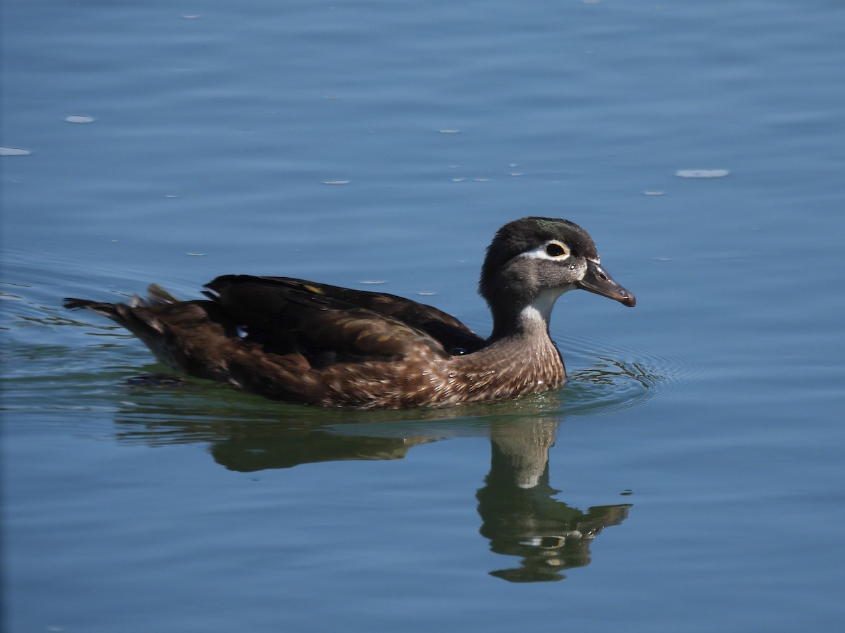 Wood Duck - ML640720090