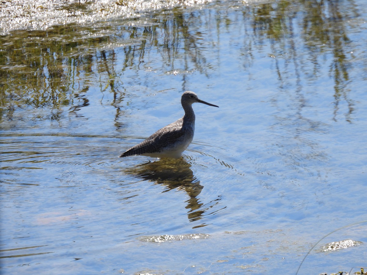 Greater Yellowlegs - ML640720095