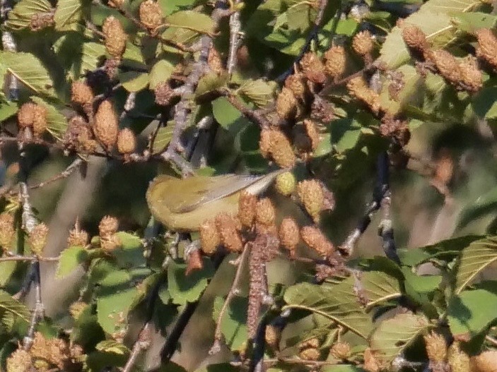 Tennessee Warbler - ML640720098